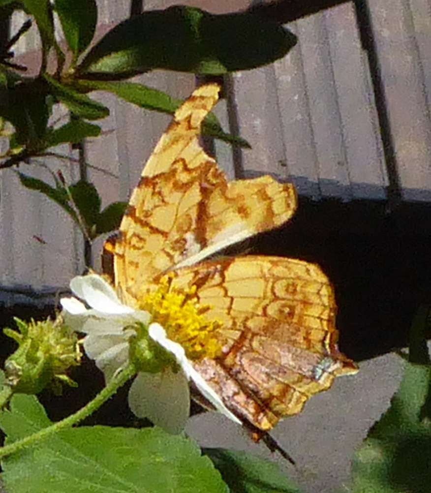 Symbrenthia lilaea Symbrenthia lilaea